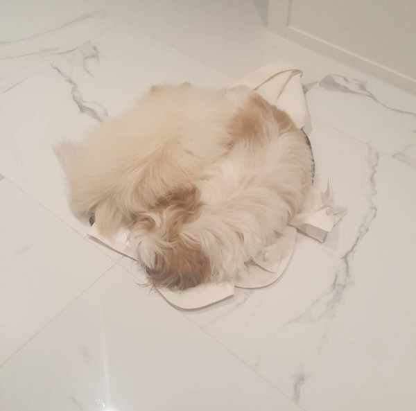 (사진=황정음 인스타그램)