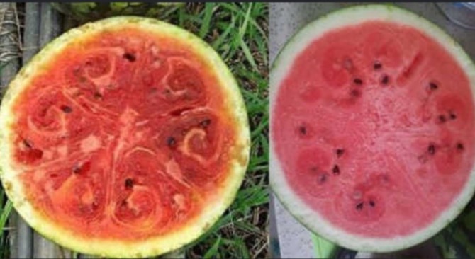 (사진) 바이러스에 감염된 수박 (좌) 정상적인 수박 (우) / 사진 = 온라인 커뮤니티